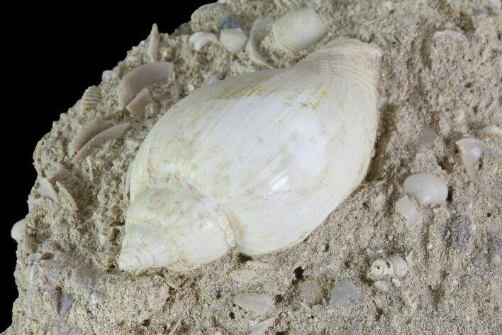 Eocene Fossil Gastropod (Globularia) - Damery, France #73796